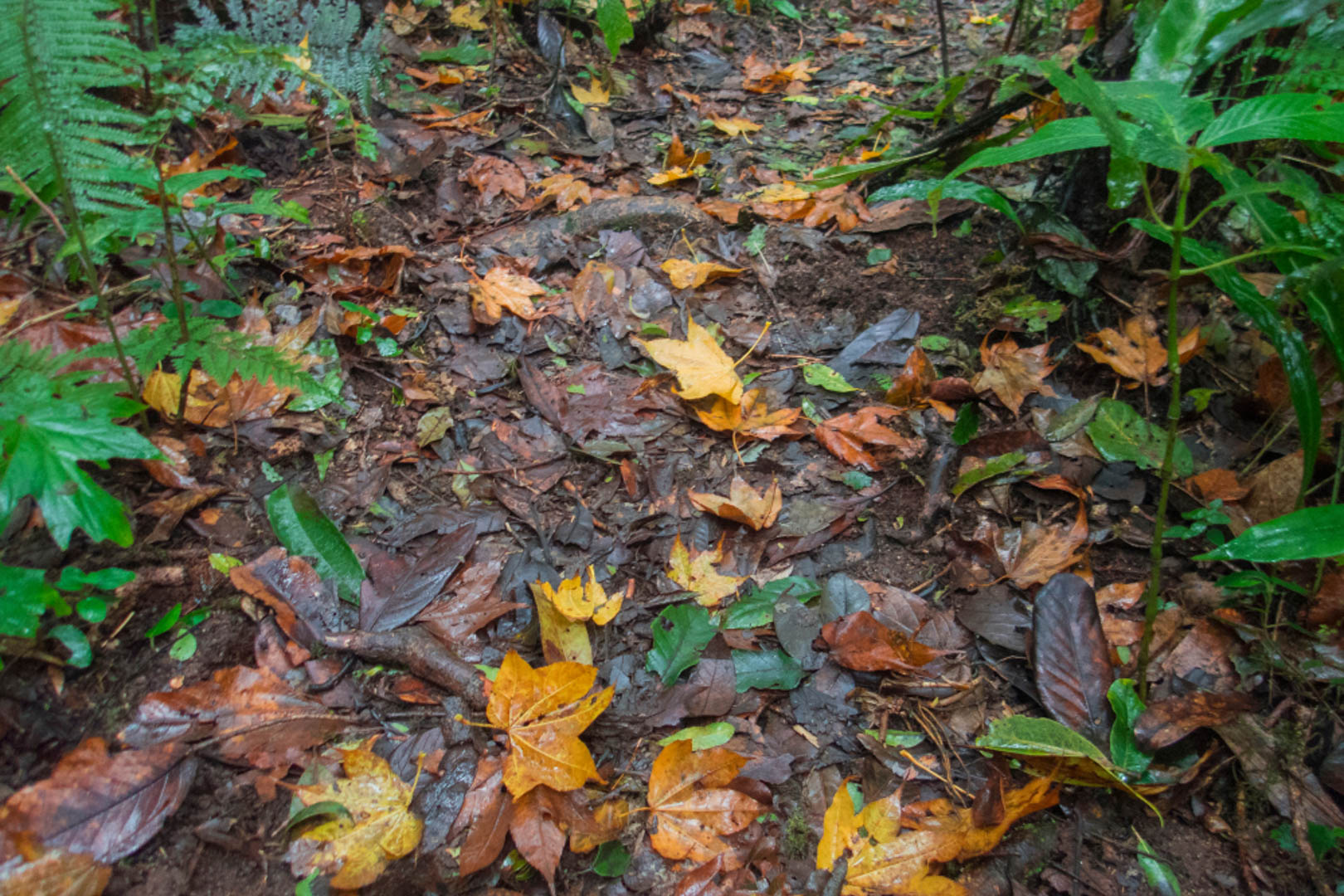 Bidoup Tà Giang - Sự giao thoa của núi cao đến miền cỏ hát