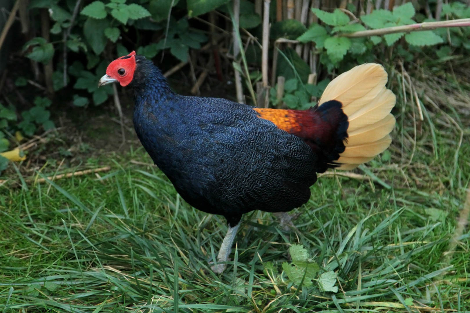 Fansipan - Chinh phục nóc nhà Đông Dương