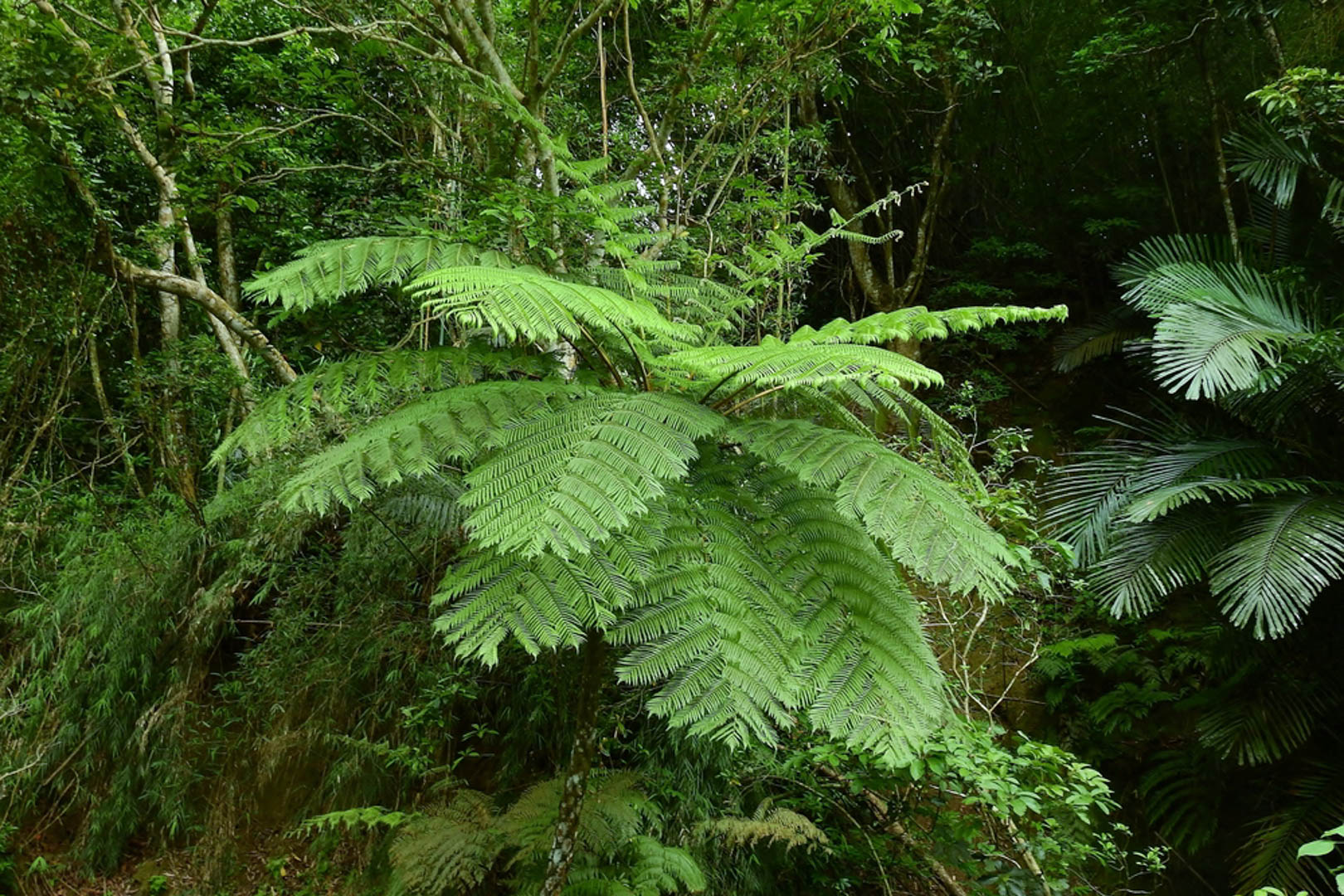 Vườn quốc gia Bạch Mã có gì?