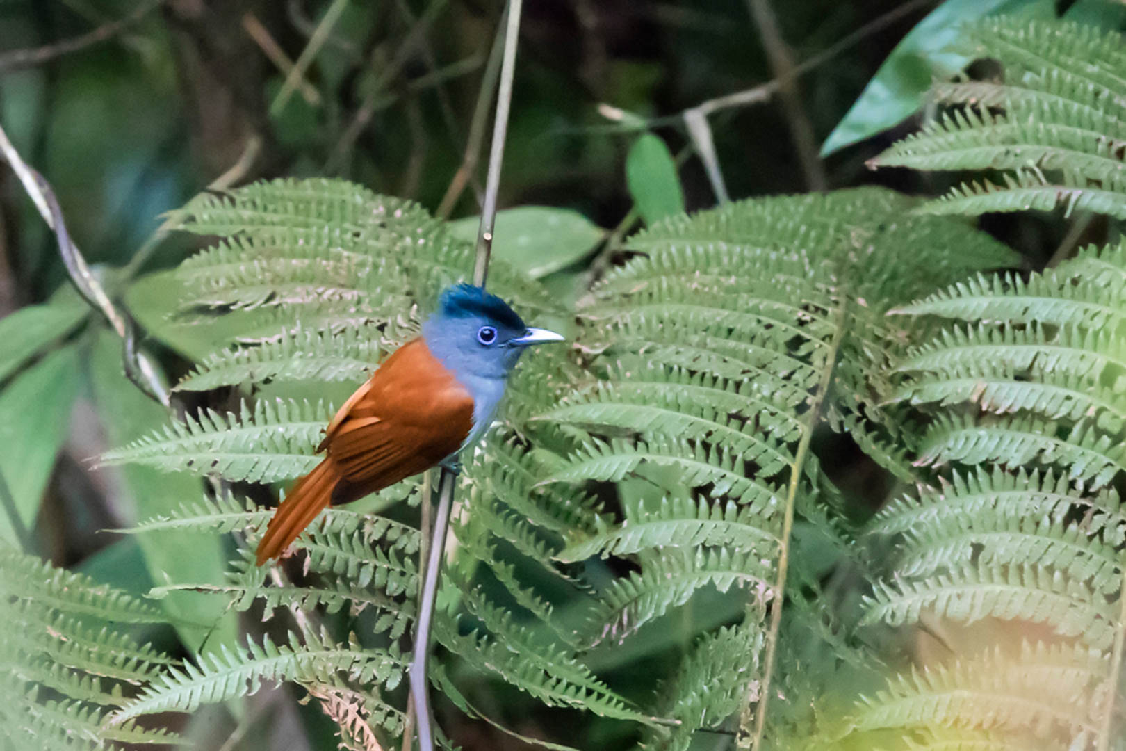 Vườn quốc gia Bạch Mã có gì?